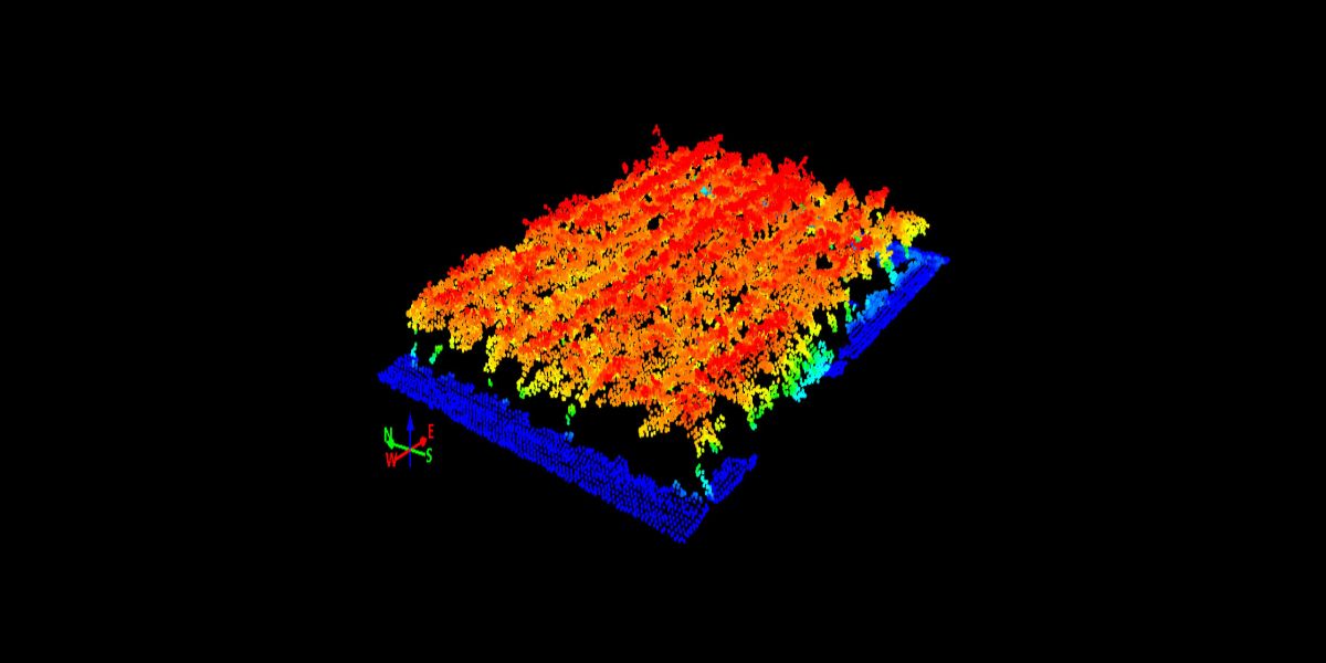 Disease Identification