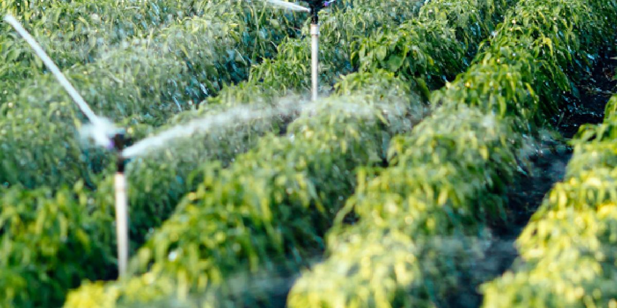 Irrigation Scheduling
